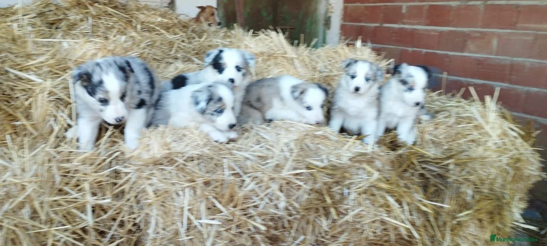 Border Collie perros en venta: Bordér collie  - Anuncio 1