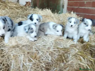 Border Collie perros Bordér collie - Anuncio 1