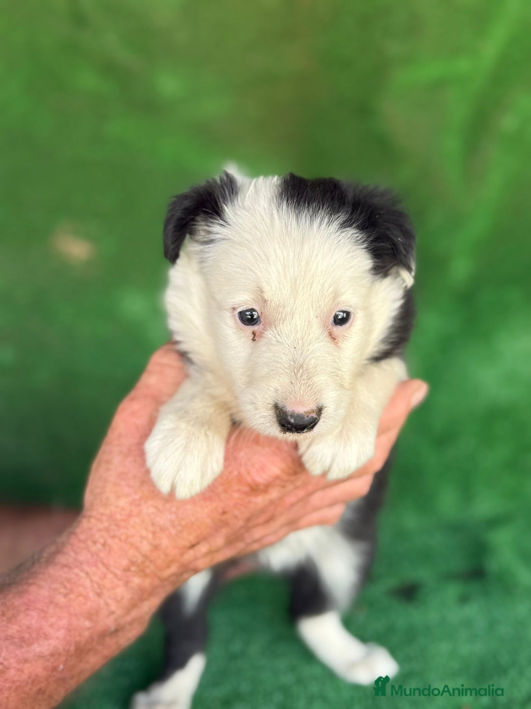 Border Collie perros en venta: Border collie  - Imagen 6