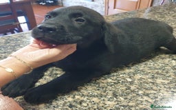 Labrador Retriever perros en venta: Cachorros Labrador  en La Coruña - Imagen 7