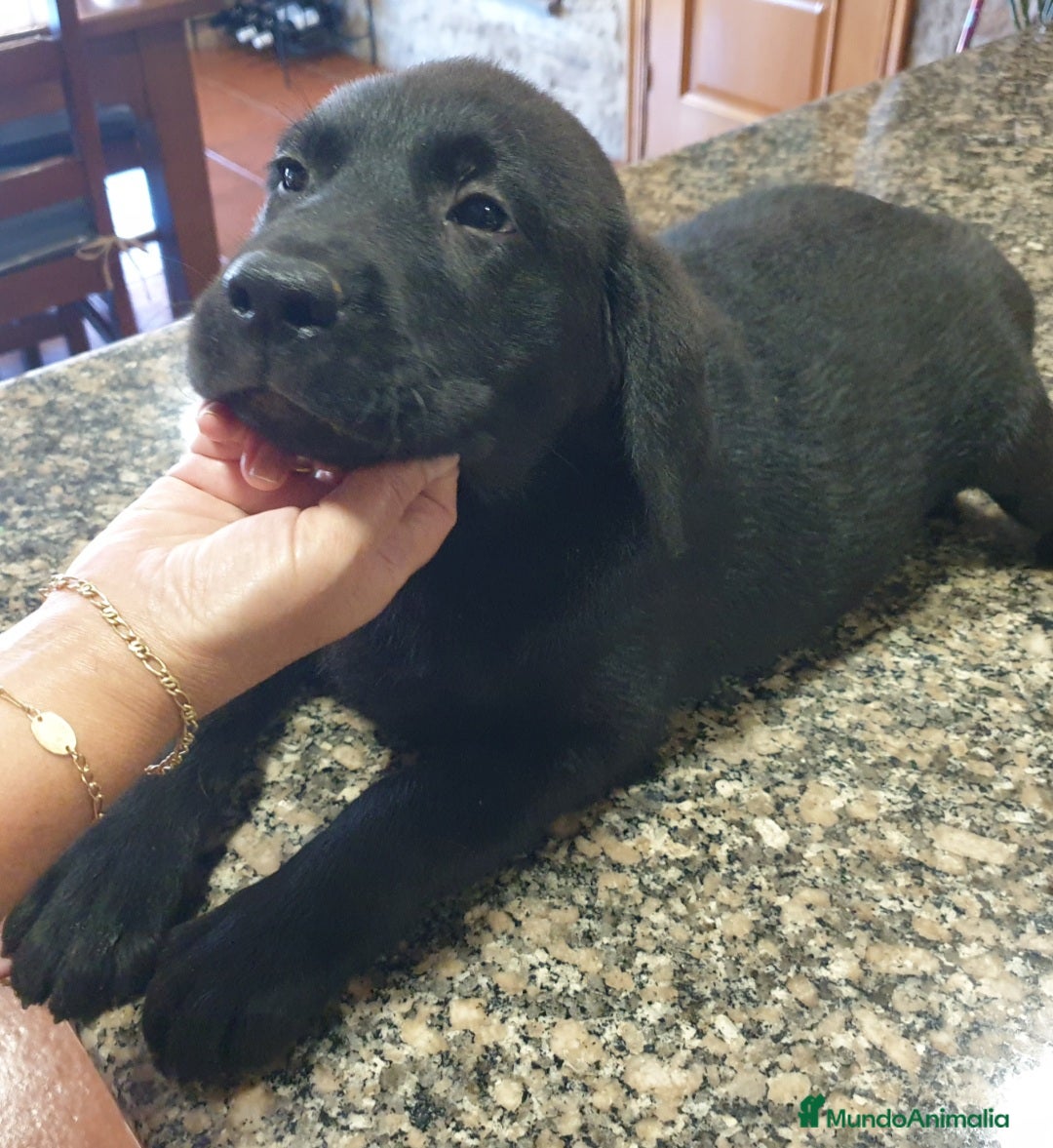 Labrador Retriever perros en venta: Cachorros Labrador  en La Coruña - Imagen 7