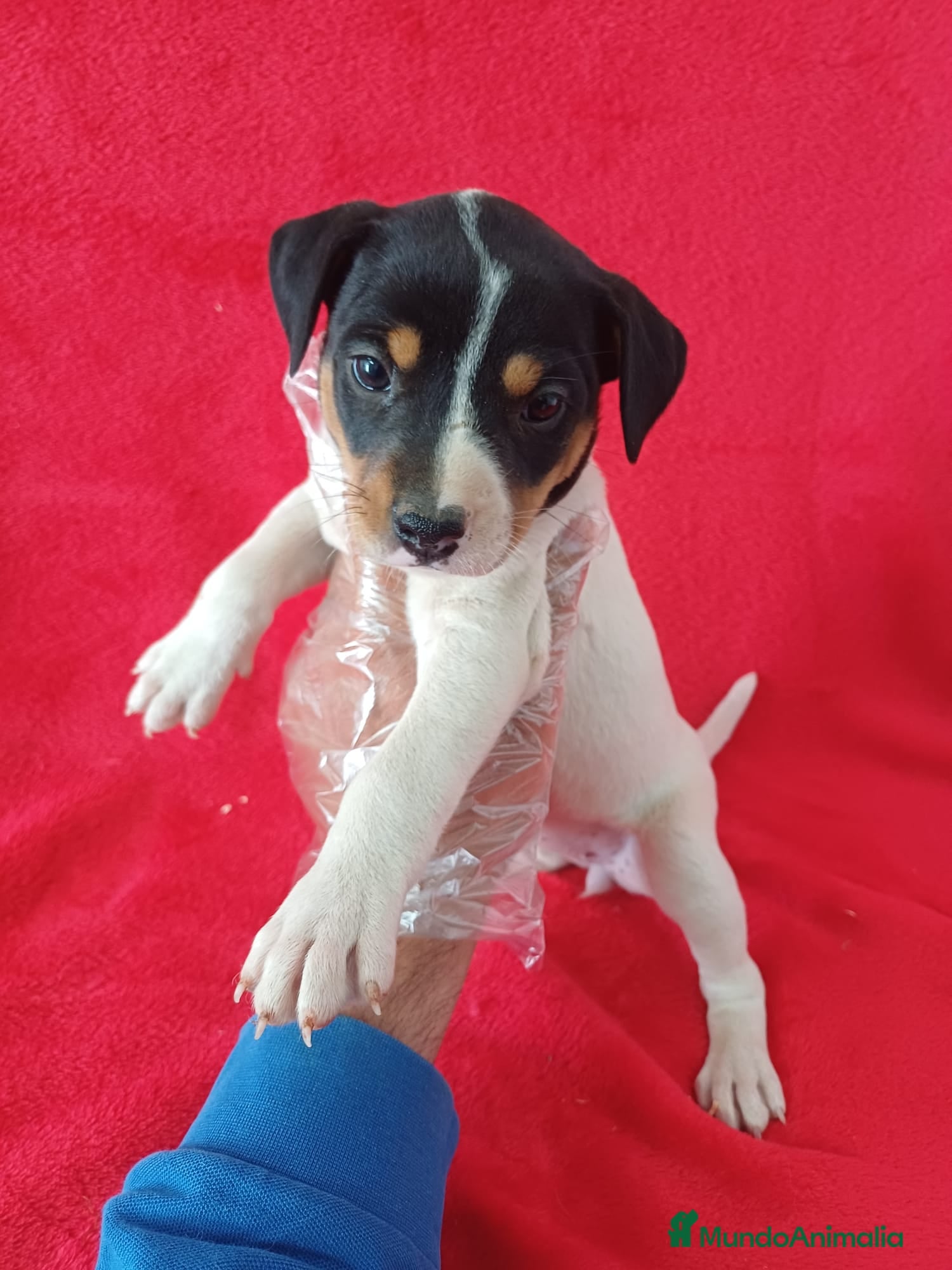 Ratonero Bodeguero Andaluz perros Bodeguero Andaluz  - Anuncio 1