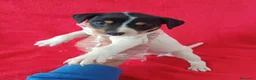 Ratonero Bodeguero Andaluz perros en venta: Bodeguero Andaluz  - Anuncio 1