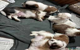 Shih Tzu perros en venta: Machitos de shihtzu - Imagen 2