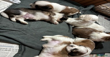 Shih Tzu perros - Anuncio 6