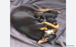 Pinscher Miniatura perros en venta: Mini Pincher colores exóticos  - Imagen 8