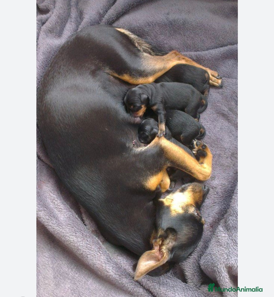 Pinscher Miniatura perros en venta: Mini Pincher colores exóticos  - Imagen 8