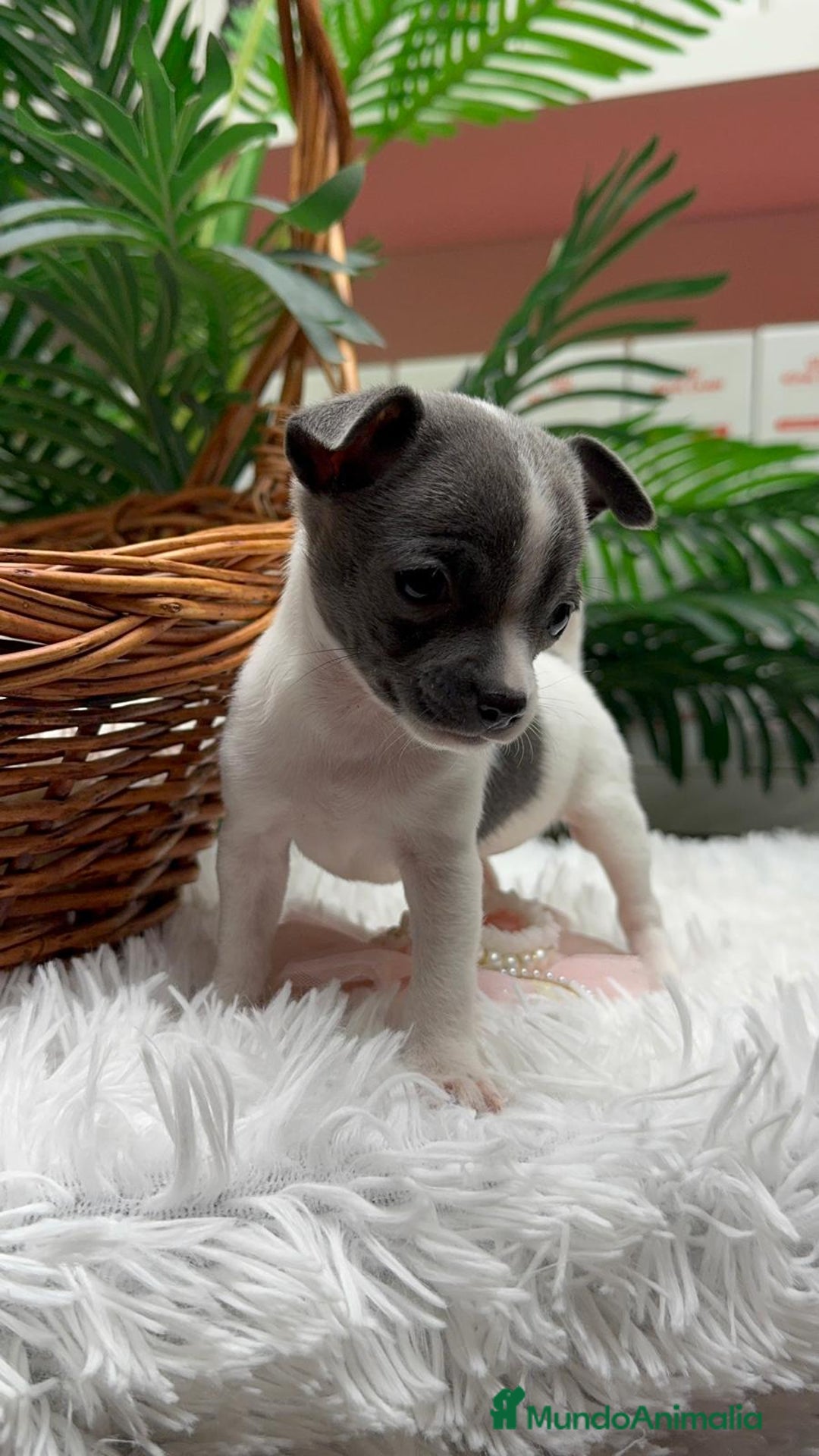 Chihuahua perros en venta: CHIHUAHUA HEMBRA - Anuncio 8