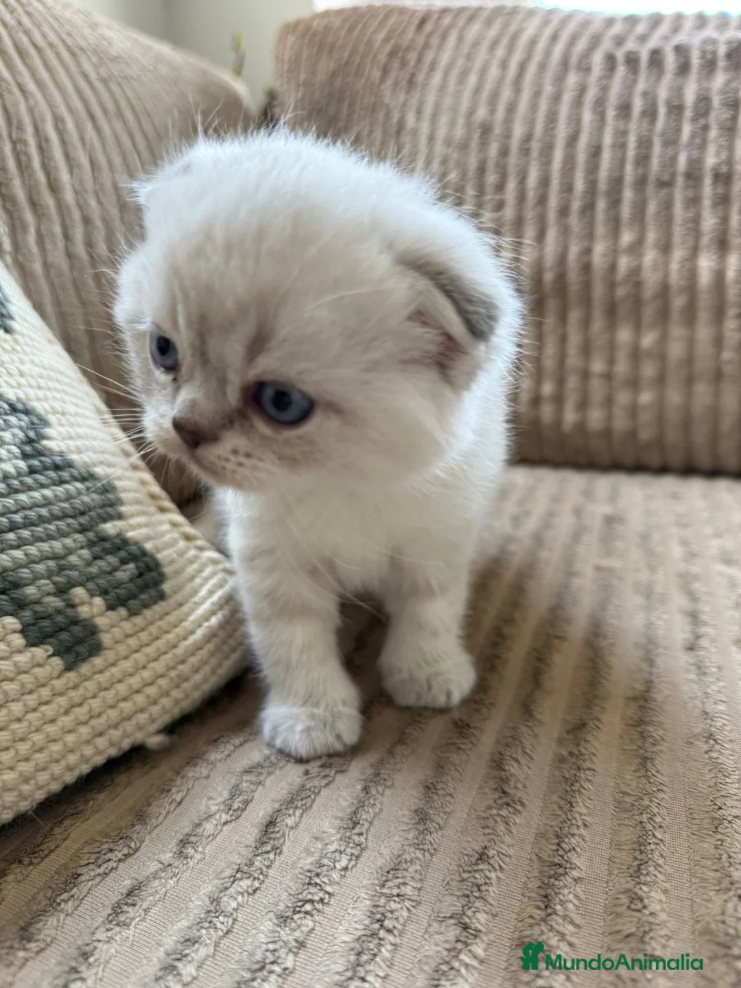 Scottish Fold gatos en venta: SCOTTHIS FOLD MACHO en Madrid - Anuncio 3