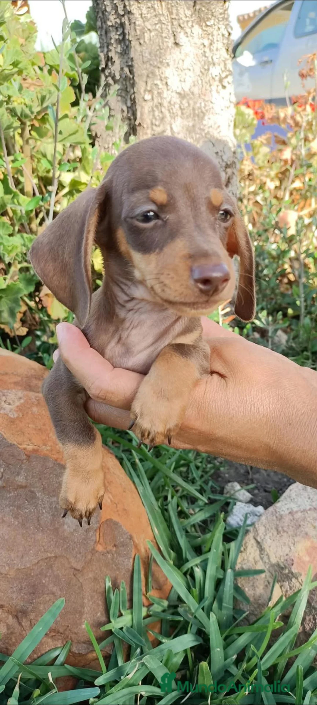 Teckel perros en venta: Teckel  - Anuncio 2