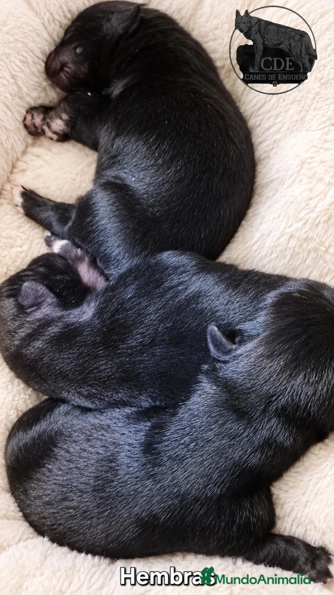 Perro Lobo Checoslovaco perros en venta: Perro lobo/wolfdog  - Anuncio 2
