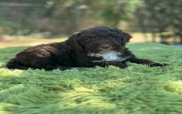 Perro de Agua Español perros en venta: Perro de agua chocolate - Imagen 3