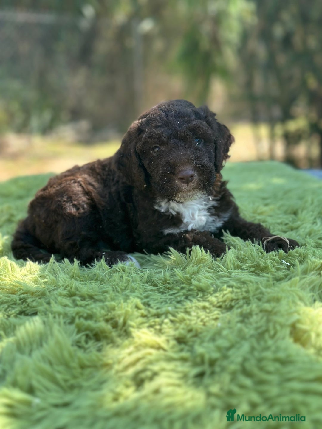 Perro de Agua Español perros en venta: Perro de agua chocolate - Imagen 3