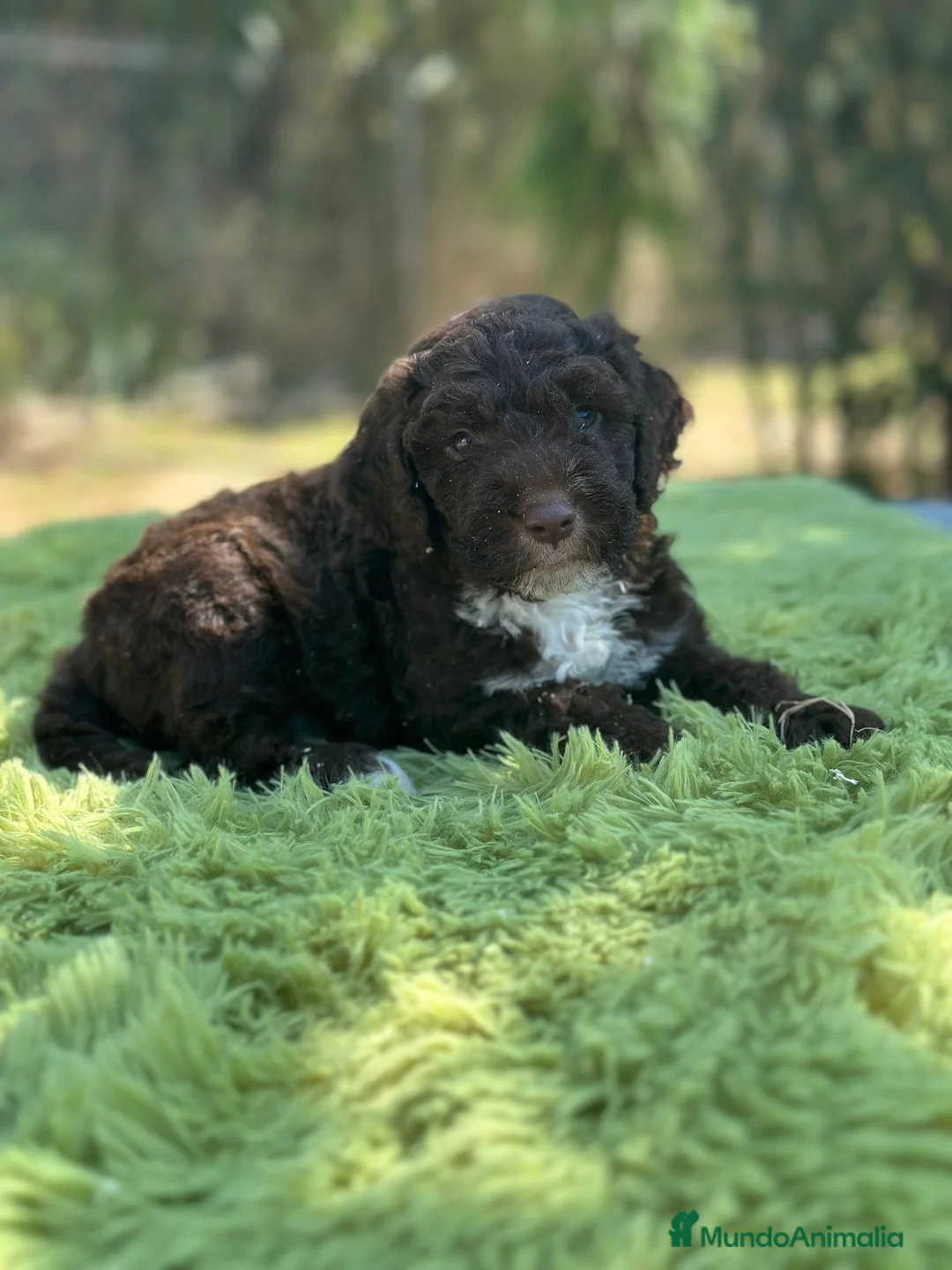 Perro de Agua Español perros en venta: Perro de agua chocolate - Anuncio 3