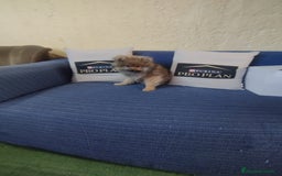 Pomerania perros en venta: Cachorro pomerania  - Anuncio 2