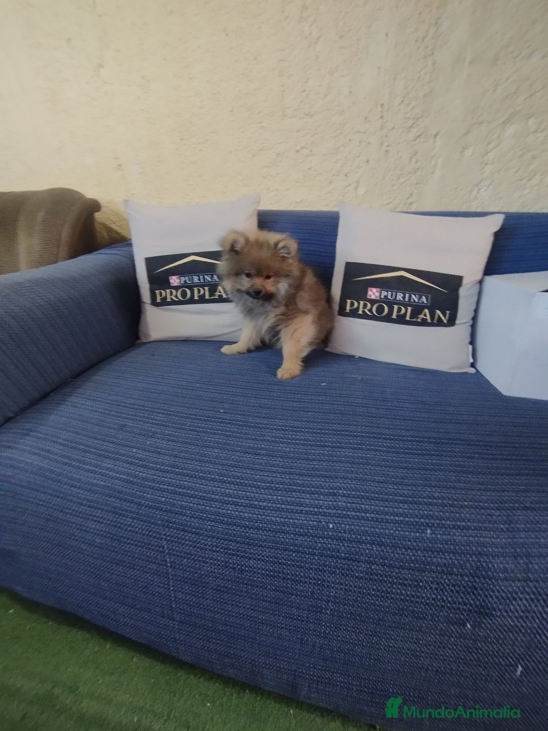 Pomerania perros en venta: Cachorro pomerania  - Anuncio 2
