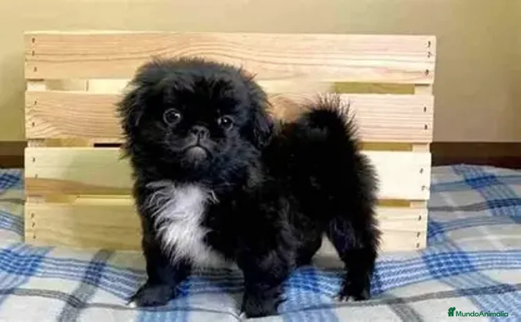Pekinés perros - Propaganda 1