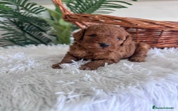 Caniche Toy perros en venta: CANICHE TOY ROJO MCHO, ENVIO A TODA ESPAÑA - Imagen 5