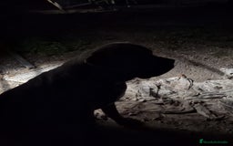 Cane Corso perros en venta: Preciosos cachorros de Cane corso - Anuncio 16