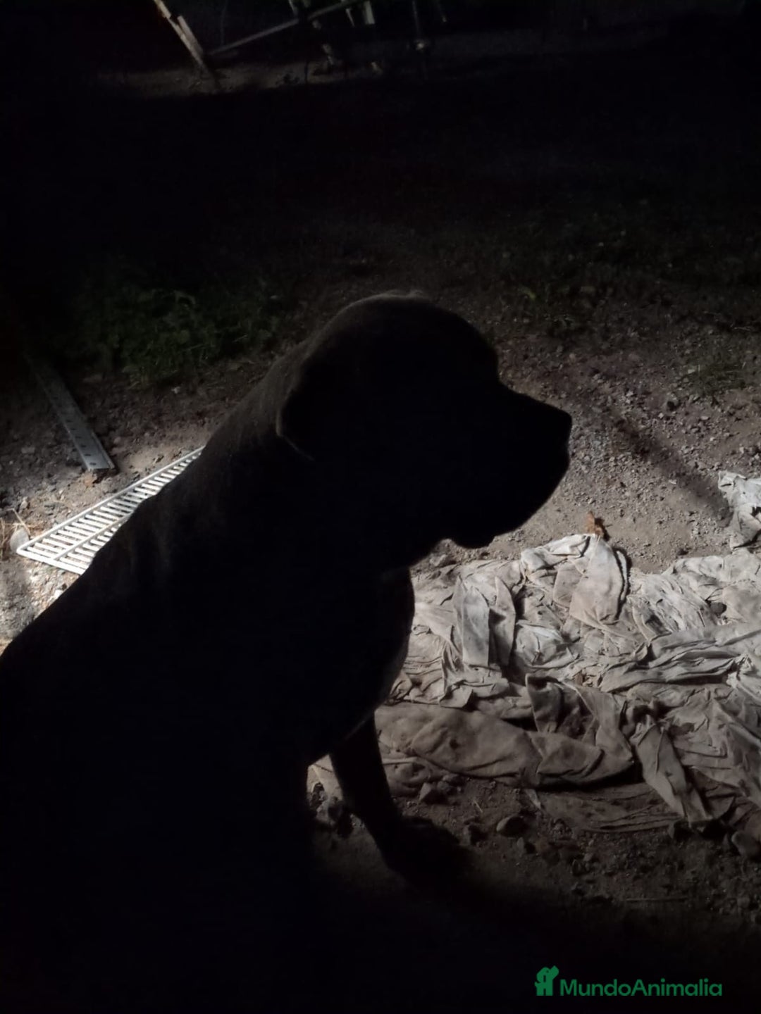 Cane Corso perros en venta: Preciosos cachorros de Cane corso - Anuncio 16