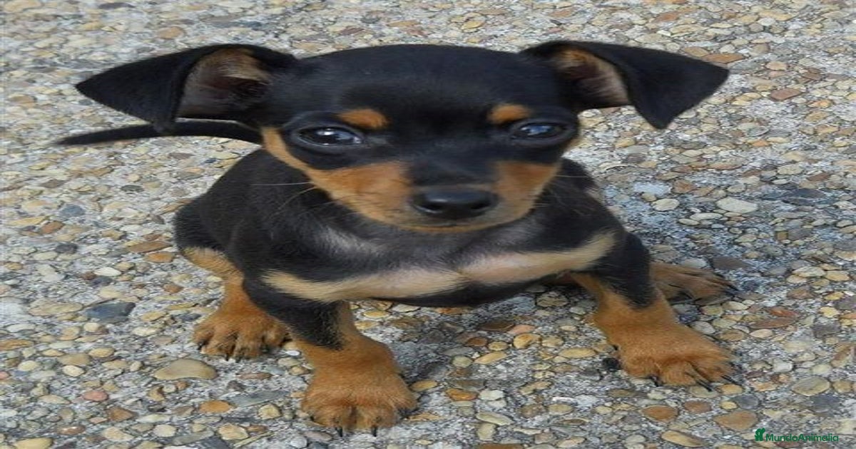 MINI PINCHER en venta en Illescas | MundoAnimalia