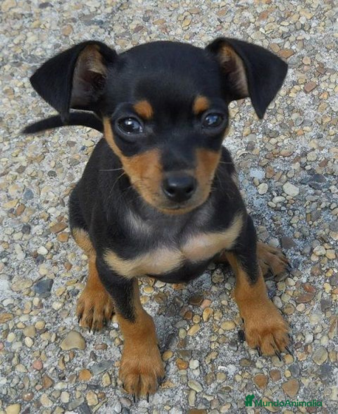 Pinscher Miniatura perros en venta: MINI PINCHER - Imagen 1