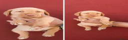 Labrador Retriever perros en venta: Hembras labrador retriever🐶🐾🔥 en Málaga - Anuncio 1