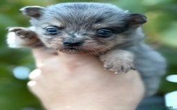 Chihuahua perros en venta: Cachorros Chihuahua toy cabeza manzana - Imagen 2