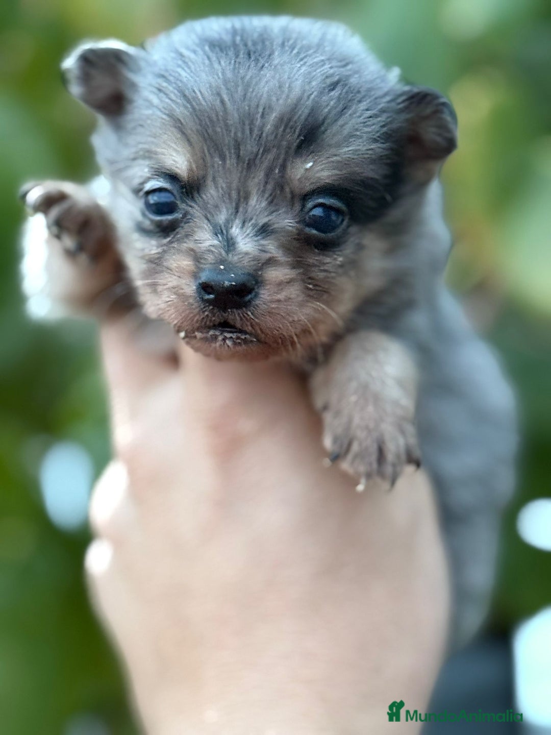 Chihuahua perros en venta: Cachorros Chihuahua toy cabeza manzana - Imagen 2