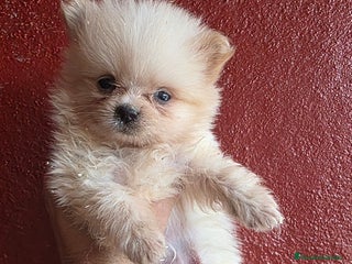 Pomerania perros - Anuncio 36