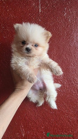 Pomerania perros - Anuncio 2