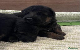 Pastor Alemán perros en venta: Espectacular cachorro de pastor alemán  - Imagen 9