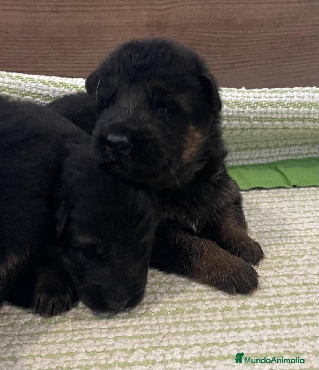 Pastor Alemán perros en venta: Espectacular cachorro de pastor alemán  - Imagen 9