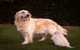 Golden Retriever perros en venta: Camada Golden retriever  - Anuncio 4