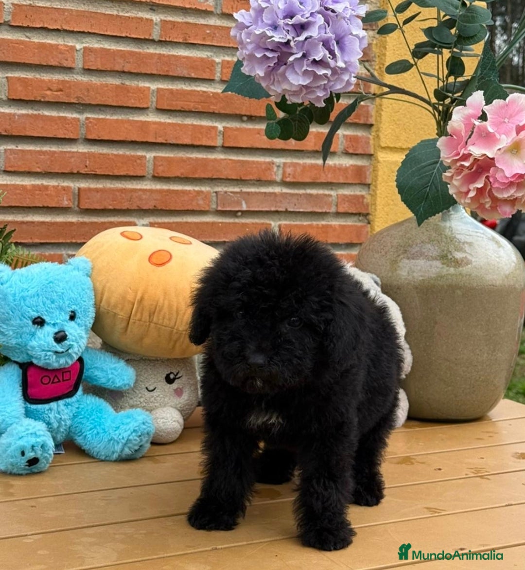 Perro de Agua Español perros en venta: Preciosa hembrita de perro de aguas - Anuncio 1