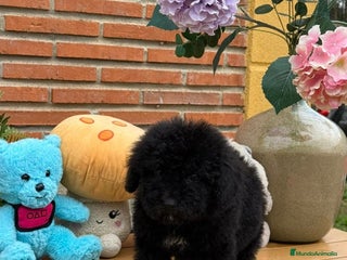 Perro de Agua Español perros Preciosa hembrita de perro de aguas - Anuncio 3