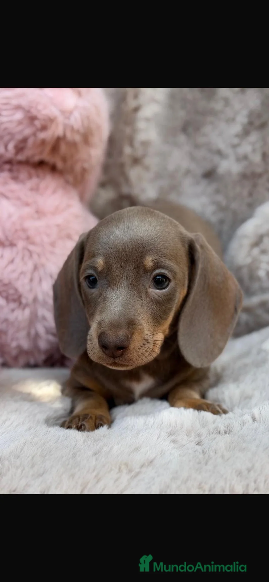 Teckel Miniatura perros en venta: Camada teckel isabella - Anuncio 2