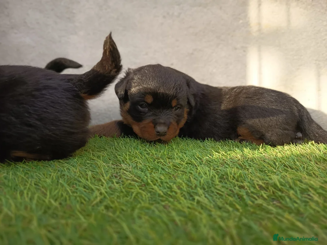 Rottweiler perros en venta: Cachorros de rottweiler  - Anuncio 2