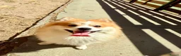 Pomerania perros en venta: Pomeranias  - Anuncio 4