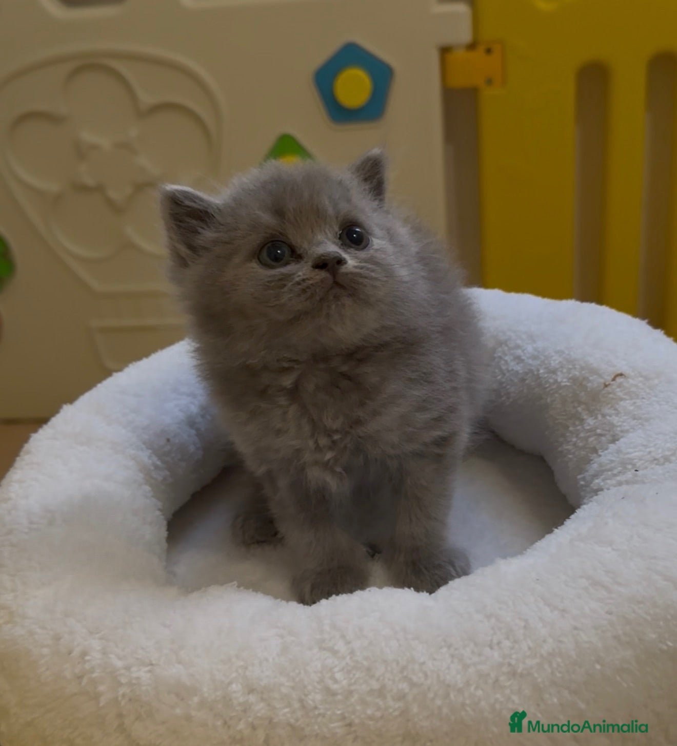 Británico de Pelo Corto Azul gatos Exclusivos gatitos British Shorthair Blue y Lilac  - Anuncio 1