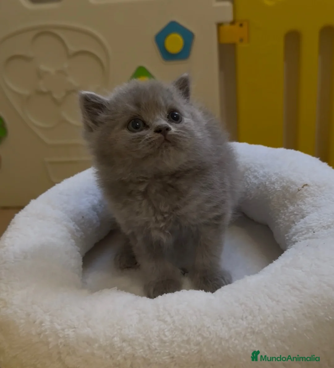 Británico de Pelo Corto Azul gatos en venta: Exclusivos gatitos British Shorthair Blue y Lilac  - Anuncio 2