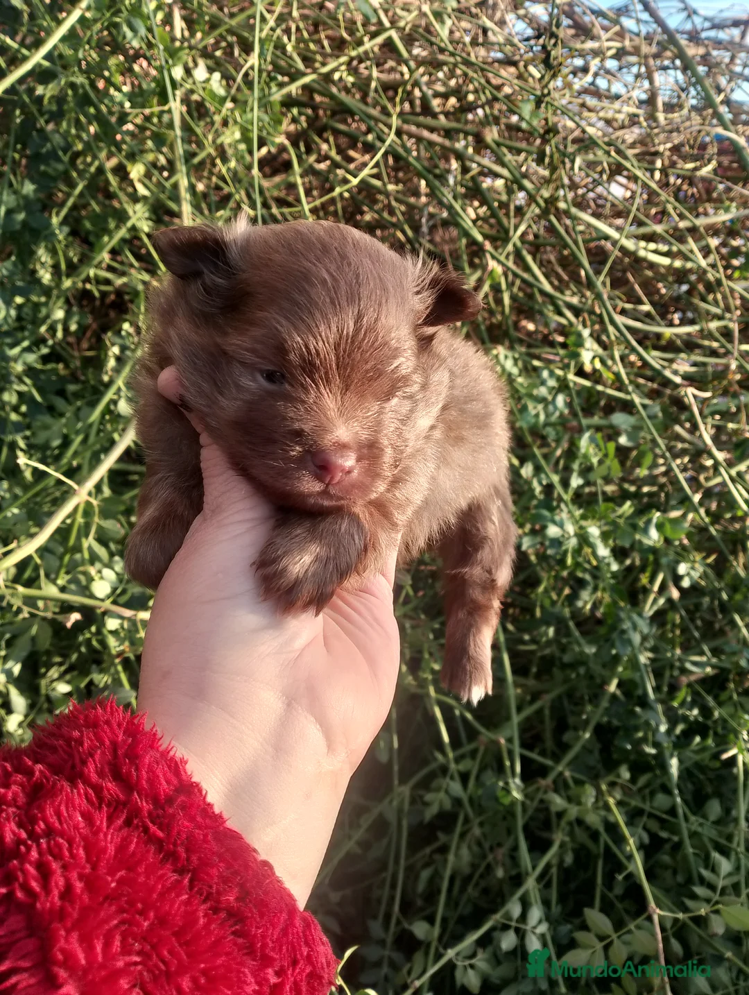 Pomchi perros en venta: Pomchi macho 550€  - Anuncio 1