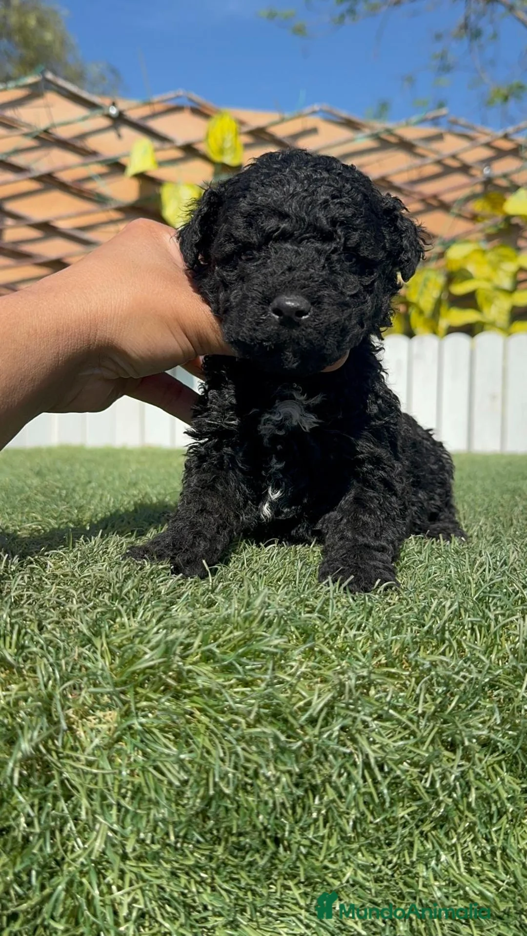 Perro de Agua Español perros en venta: PERRO DE AGUA - Anuncio 2