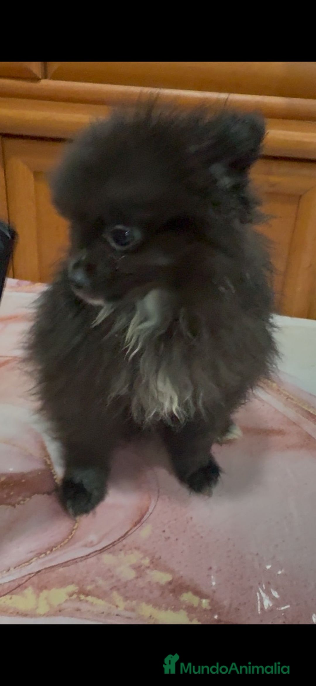 Pomerania perros en venta: Poo pomerania MICRO TOY  - Imagen 9
