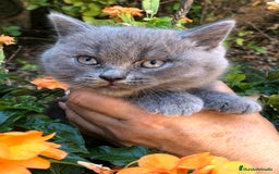 Británico de Pelo Corto gatos en venta: Gatitos British Pelo Corto - Imagen 4