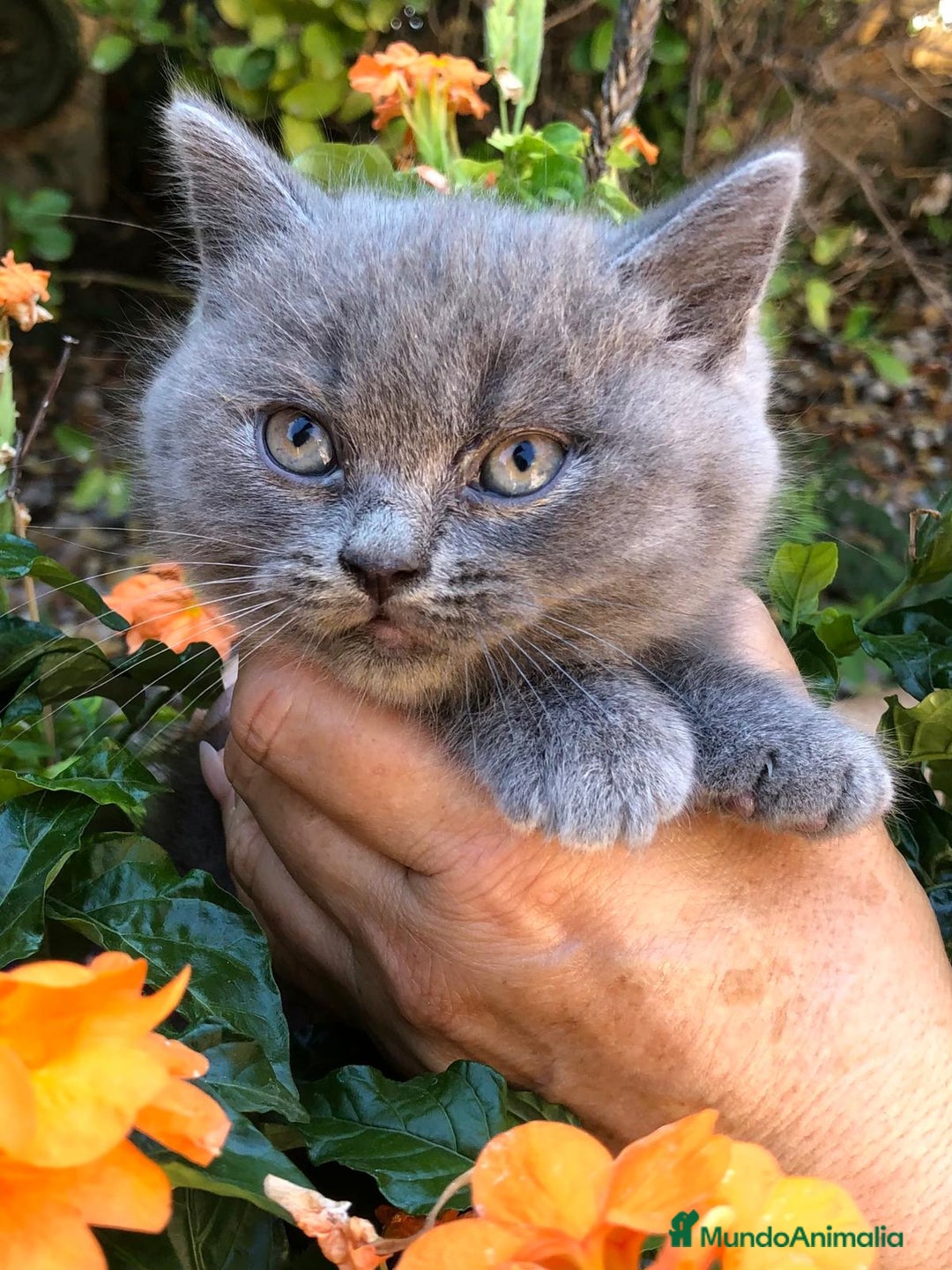 Británico de Pelo Corto gatos en venta: Gatitos British Pelo Corto - Imagen 4