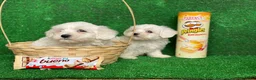 Bichón Maltés perros en venta: BICHON MALTÉS DE CATEGORÍA !!! en Badajoz - Anuncio 2