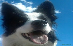 Border Collie perros en venta: Border Collie Calidad - Imagen 5