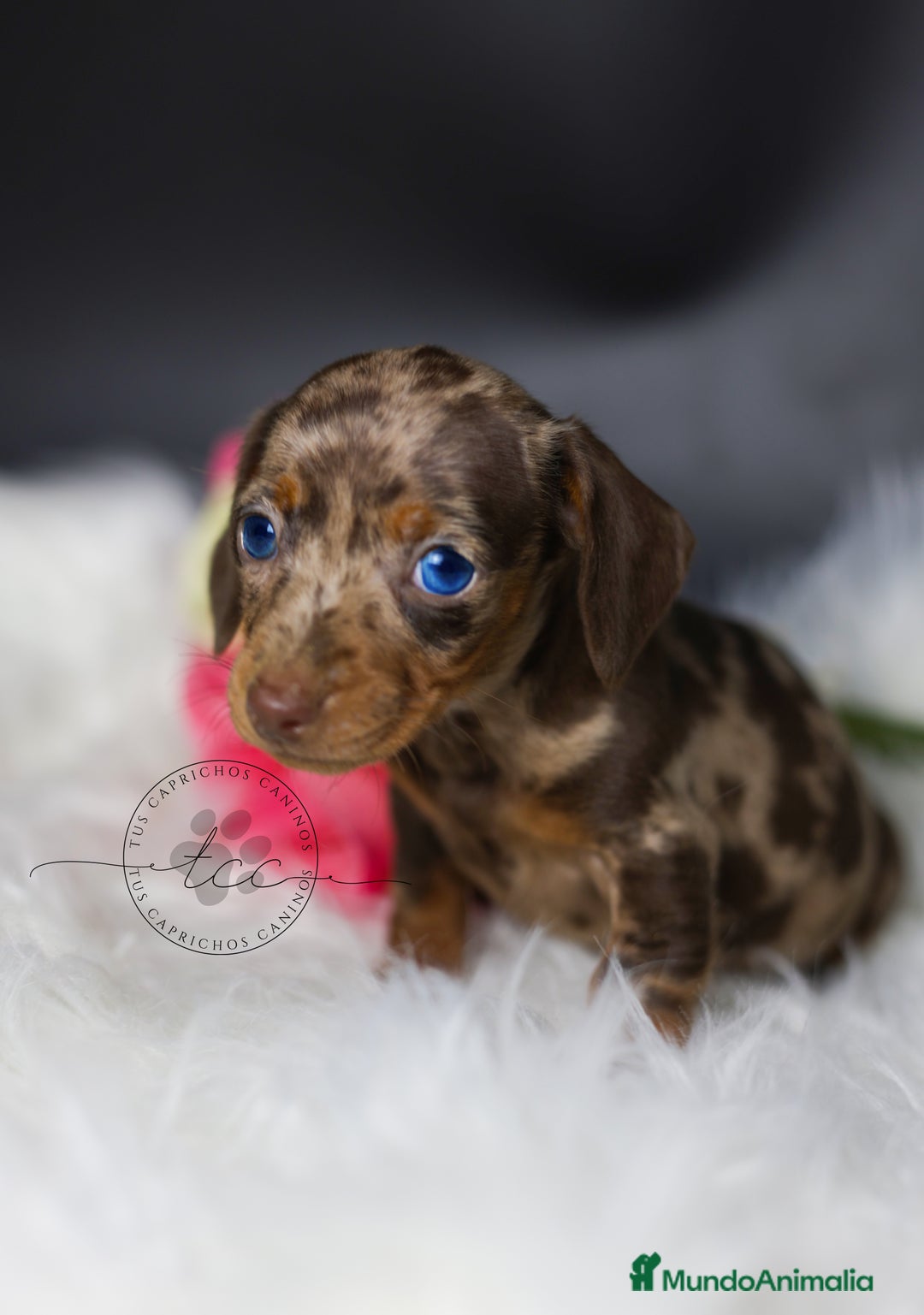 Teckel perros en venta: Hembra arlequín chocolate Cantabria - Anuncio 3