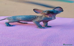 Sphynx gatos en venta: Preciosa hembrita tortuga  - Imagen 7